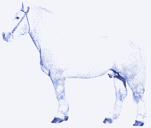 Image: A draft horse.