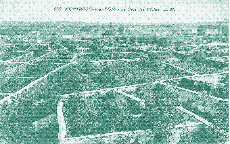  					From the sixteenth to the twentieth century, urban farmers grew Mediterranean fruits and vegetables as far north as England and the Netherlands,