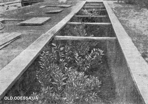 Image: Citrus culture in trenches, Odessa, 1956.