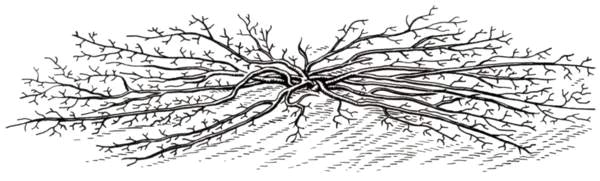 Image: Creeping plants.