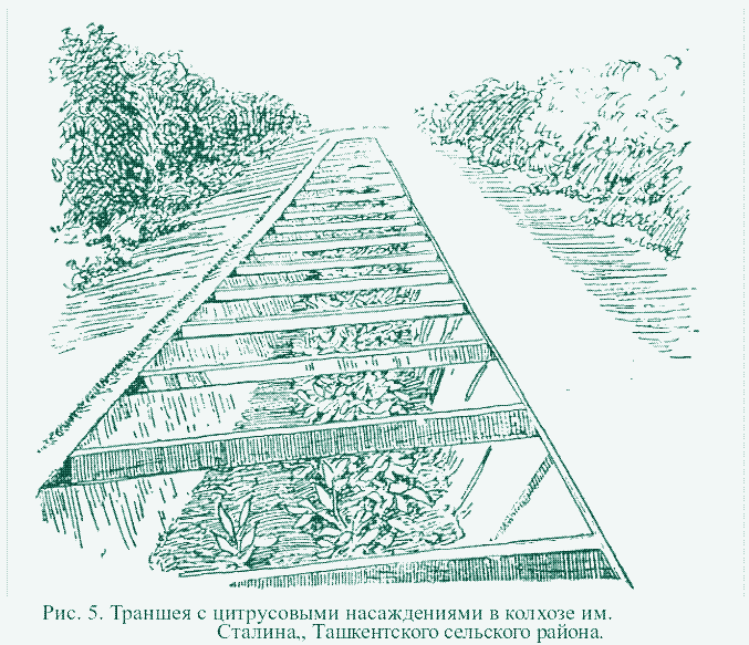 Image: Cultivating citrus trees in trenches. Kolhoz Stalin, agricultural area around city of Tashkent.