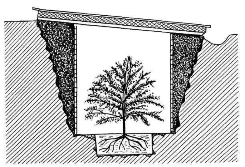 Image: A dwarf citrus tree in a trench.