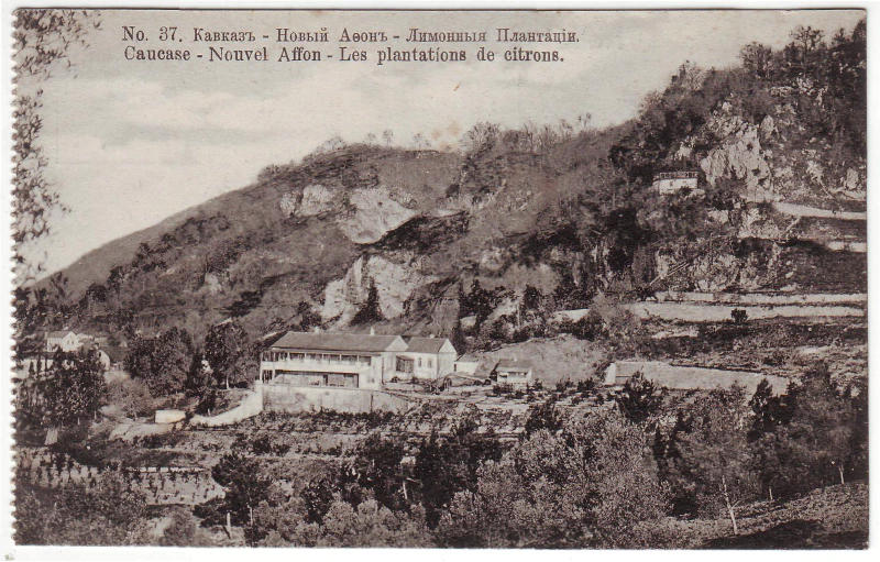 Image: A lemon plantation in New Afon (Aton).