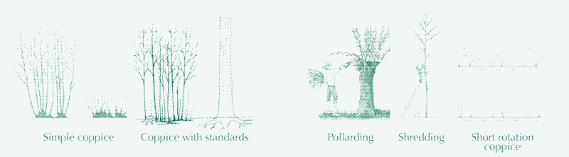 Illustration: Different ways of lopping trees. Credit: Helen J. Read, see [^1]