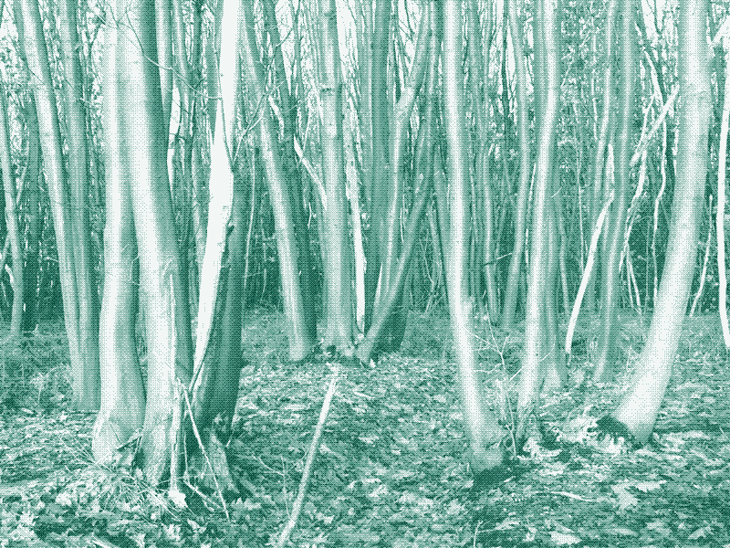 Images: Coppice stools with different rotation cycles. Credit: Geert Van der Linden.