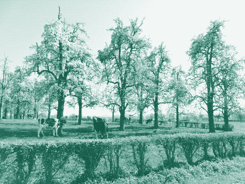 Image: A meadow orchard surrounded by a living hedge in Rijkhoven, Belgium. Credit: Geert Van der Linden.