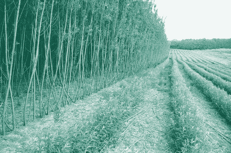 Image: Mechanically harvested willow coppice plantation. Shortly after coppicing (right), 3-years old growth (left). Credit: Lignovis GmbH (CC BY-SA 4.0).