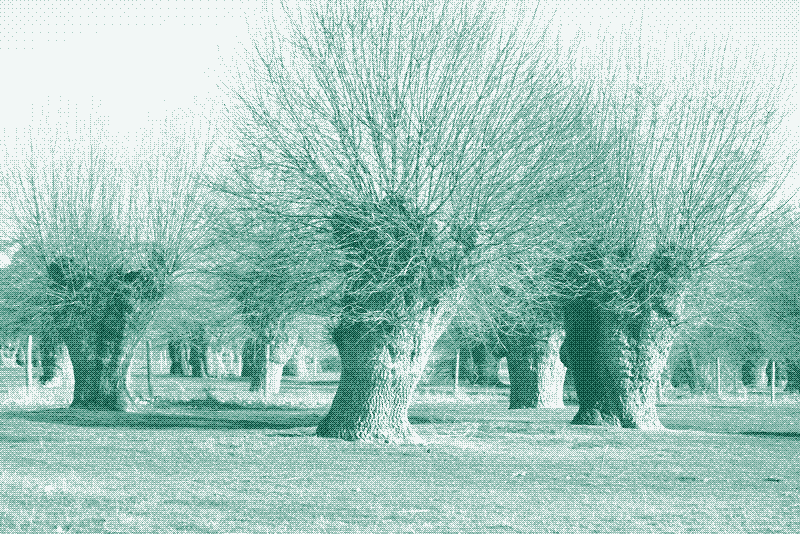 Image: Pollarded trees in Segovia, Spain. Credit: Ecologistas en Acción.