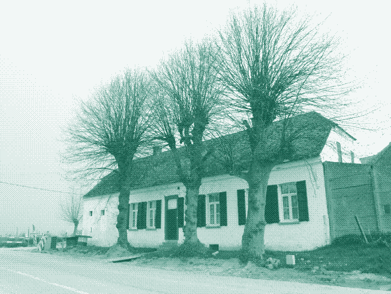 Image: Pollarded lime trees protect a farm building in Nederbrakel, Belgium. Credit: Geert Van der Linden.