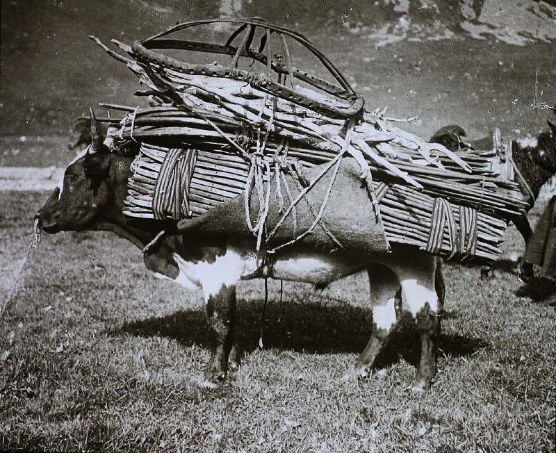 Image: A yak carrying part of a yurt, 1925. Image credit: Fortepan. Image in the public domain.