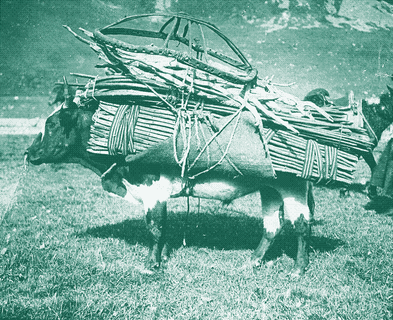 Image: A yak carrying part of a yurt, 1925. Image credit: Fortepan. Image in the public domain.