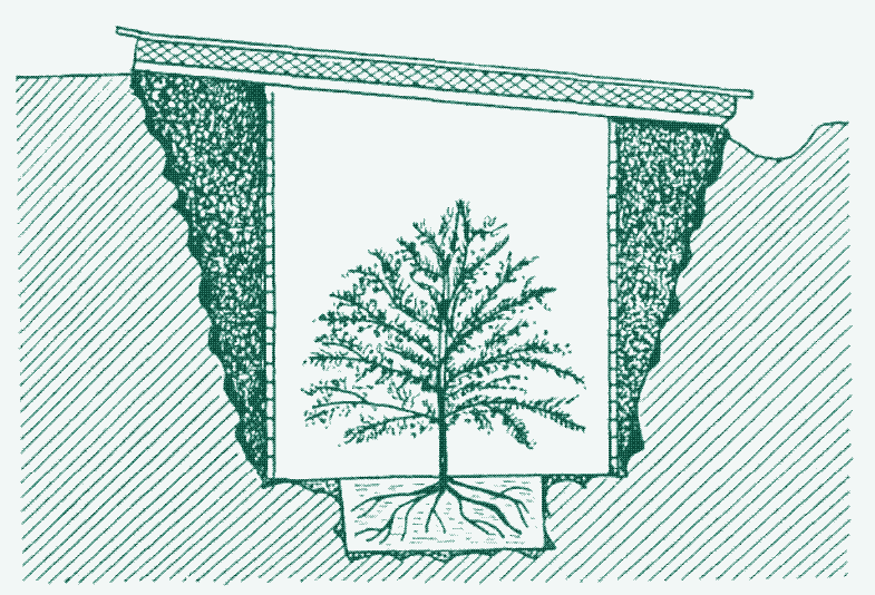 Abbildung: Ein Zwerg-Zitronenbaum in einem Graben