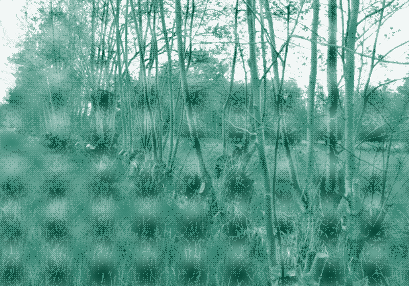 Abbildung: Niederwaldstöcke in einer Weide. Bildquelle: Jan Bastiaens.