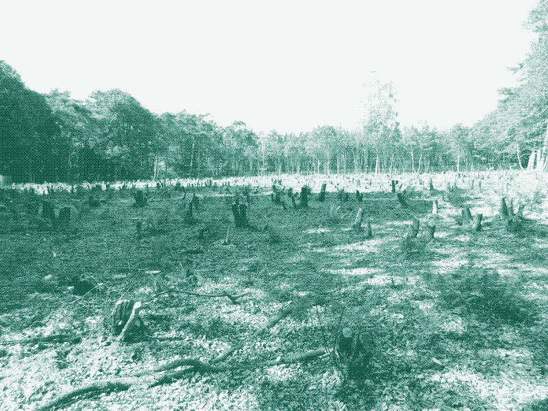 Abbildung: Ein frisch geschneiteltes Stück Eichenwald. Bildquelle: Henk vD. (CC BY-SA 3.0)