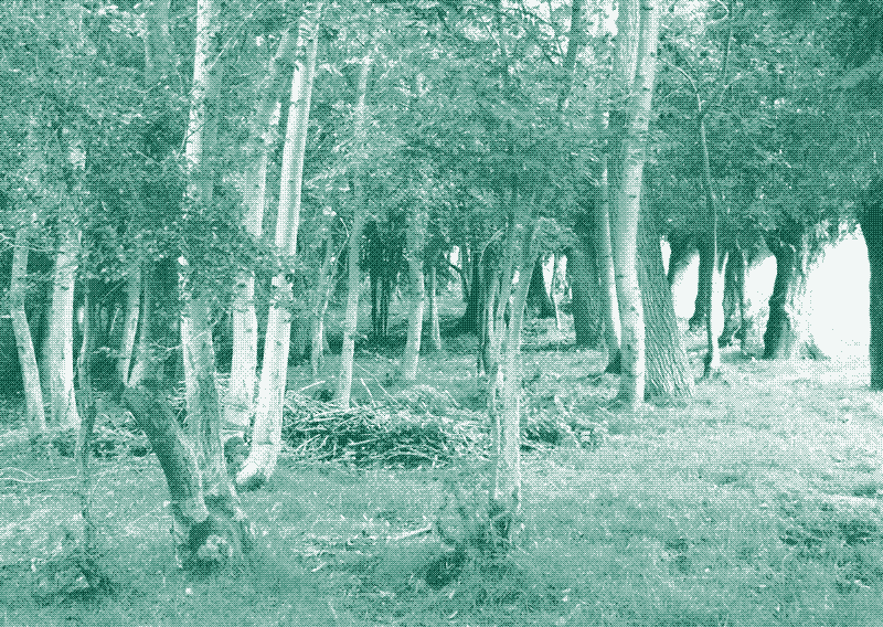 Abbildung: Ein kleines Waldstück mit einer vielfältigen Mischung aus Niederwald, Kopfbäumen und normalen Stämmen. Bildquelle: Geert Van der Linden.