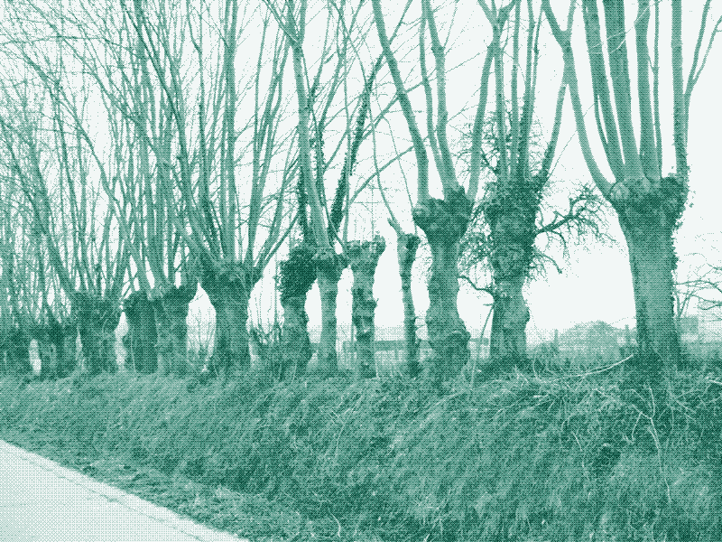 Abbildung: Kopfbaumhecke in Belgien. Bildquelle: Geert Van der Linden.