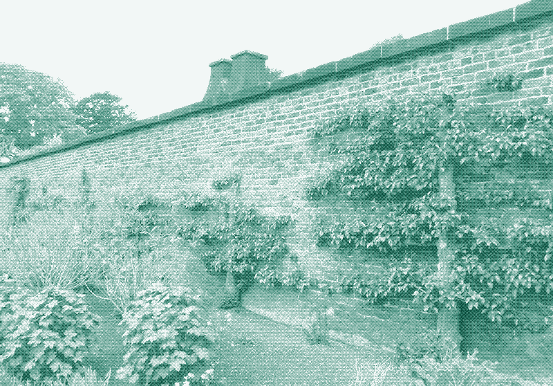 Un muro frutal calefactado de Croxteth Hall Walled Kitchen Garden en Liverpool. Foto: The Horticultural Therapist.
