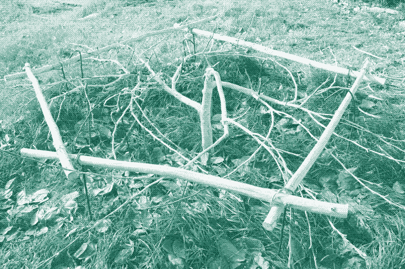 Image: Cultivo rastrero aplicado a un un Manzano. Source.