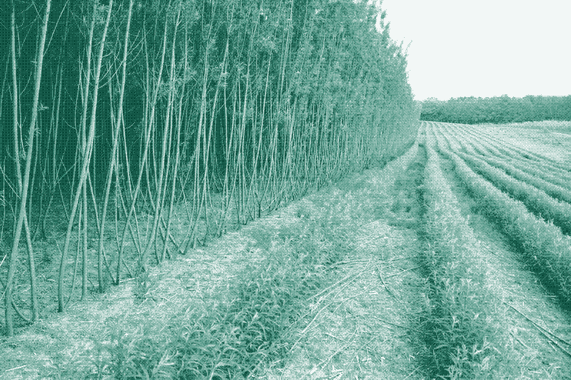 Imagen: Plantaciones de sauces recepados, cosechados mecánicamente. Poco tiempo luego del recepado (derecha), crecimiento de 3 años (izquierda). Crédito: Lignovis GmbH (CC BY-SA 4.0).