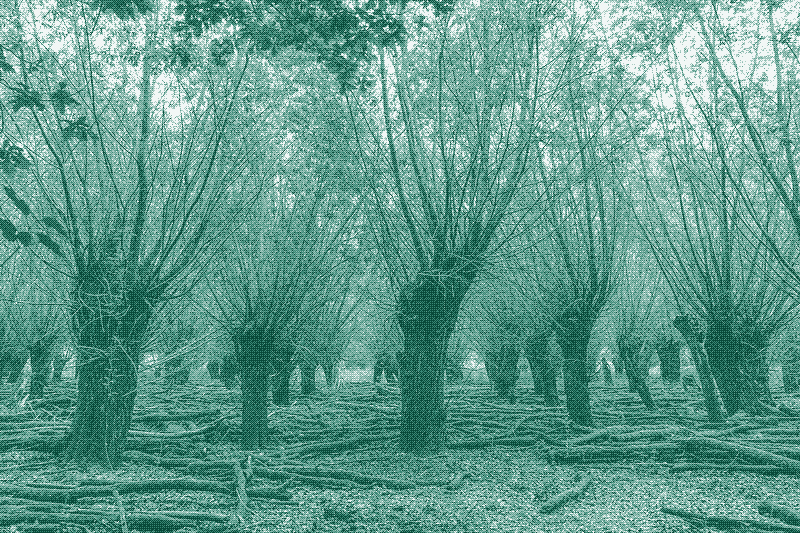 Imagen: Copas de árboles podadas en Alemania. Imagen: René Schröder (CC BY-SA 4.0).