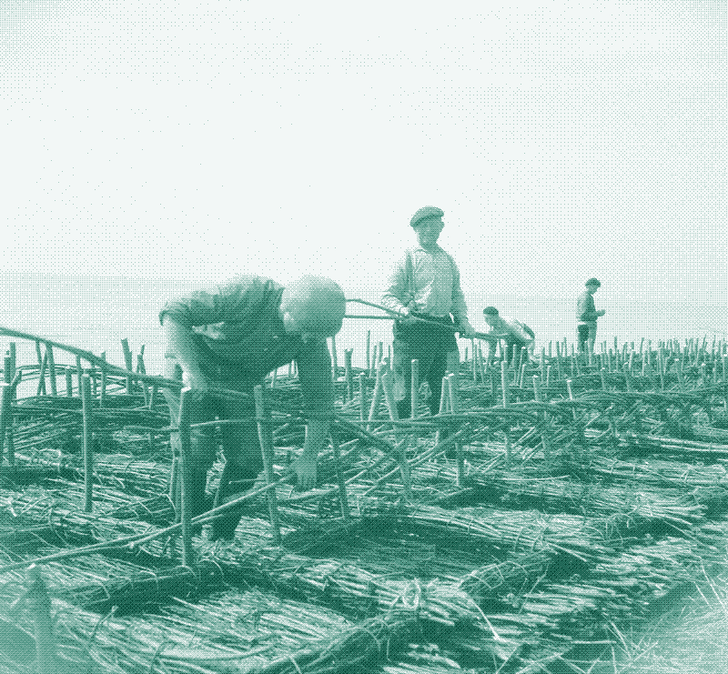 Imagen: trenzando vallas sobre los tapetes de broza, 1950. By van Oorschot / Anefo, CC0, via Wikimedia Commons.