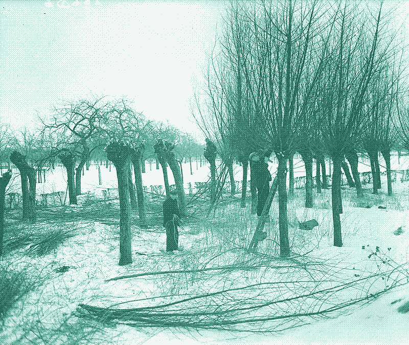 Image: Récolte de bois sur des arbres émondés en Belgique, 1947. Crédit : Zeylemaker, Co., Nationaal Archief (CCO)