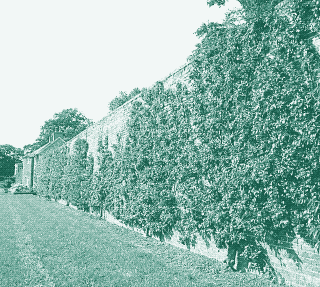 Angielski mur owocowy. Źródło: Wikipedia  Commons