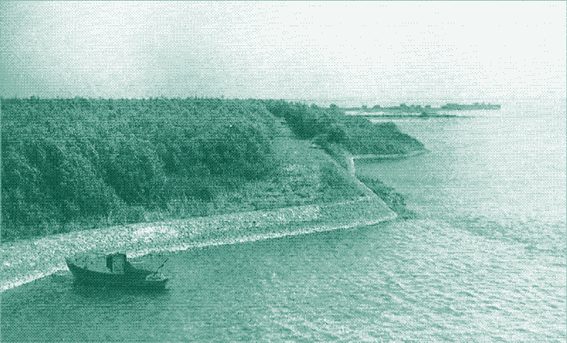 Zdjęcie: Zalewowe zagajniki odroślowe (Anna-Jacominaplaat) w 1950 roku. Źródło: Wilgenkartering in de Brabantse, Sliedrechtse en Dordtse Biesbosch, 2012-2013. Park Narodowy Biesbosch, 2014.